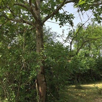 L'Enclos des Forêts