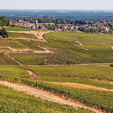 Fietsen in Bourgondië