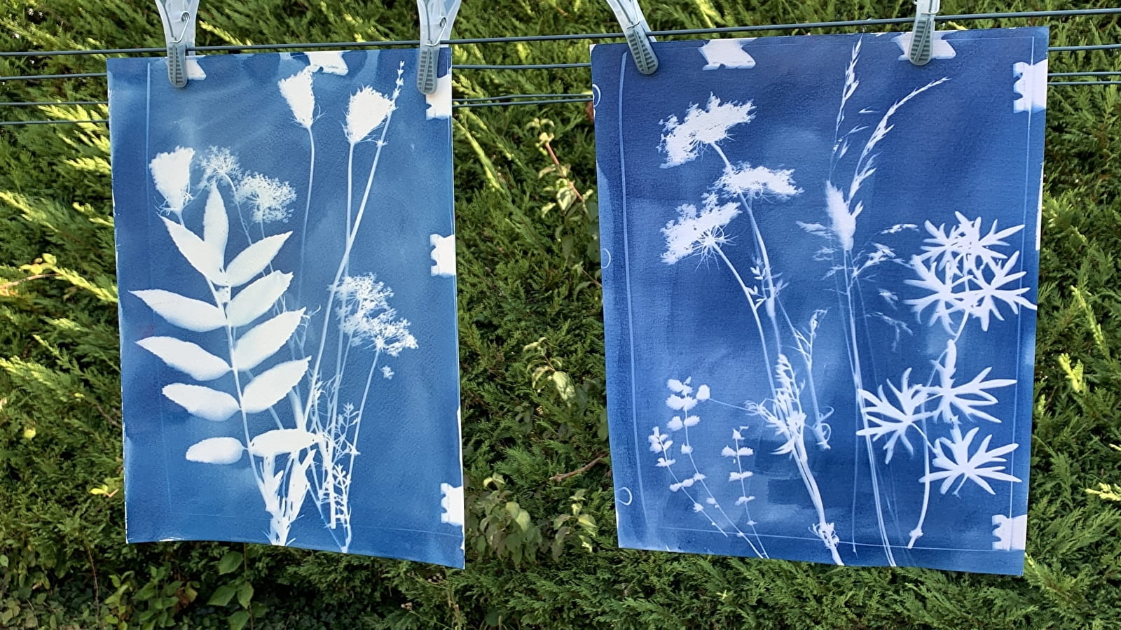 Atelier nature Herbier cyanotype  mercredi 30 avril 2025