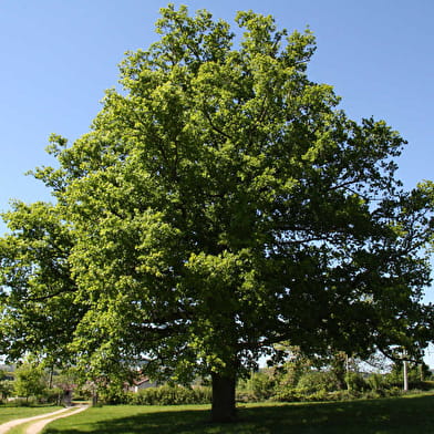 La Grange de La Ferdière