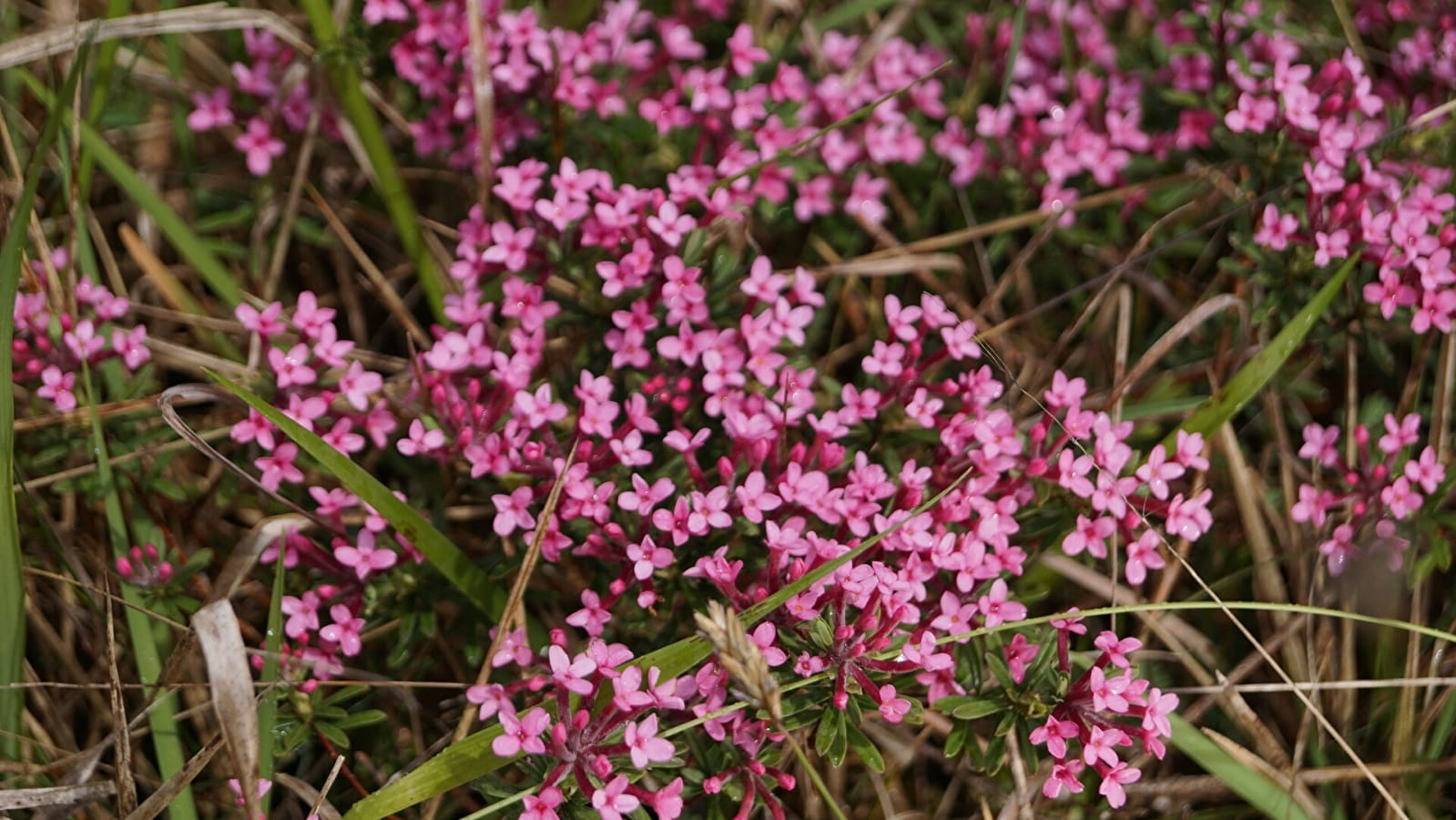 Randonnée : Les fleurs de printemps _ENS2024  'sur réservation'