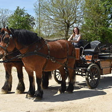 Les attelages de l'Auxois