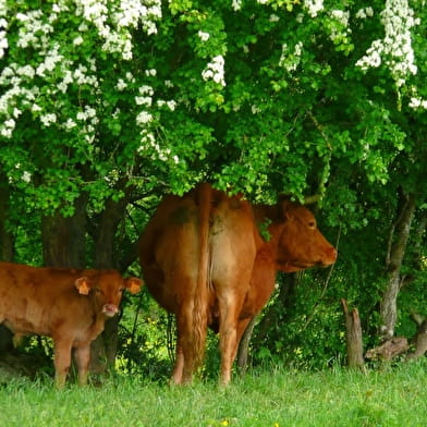 La Ferme du Martray