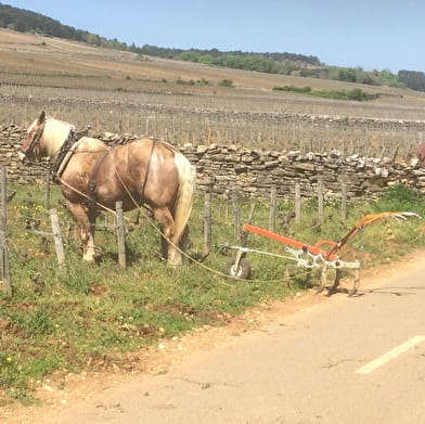 Wine and Tours - Séjour en Côte de Beaune- 1 jour  / 1 nuit