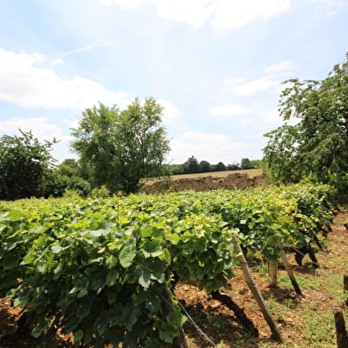 La Vigne des Guyons