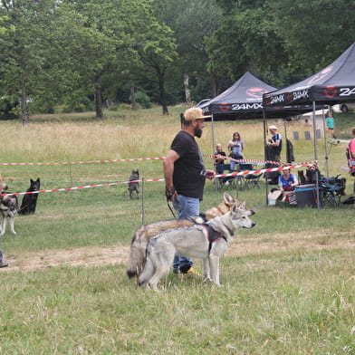 Journées des chiens-loups