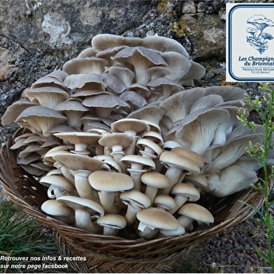 Les Champignons du Brionnais