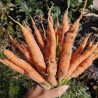 La Ferme des Curles