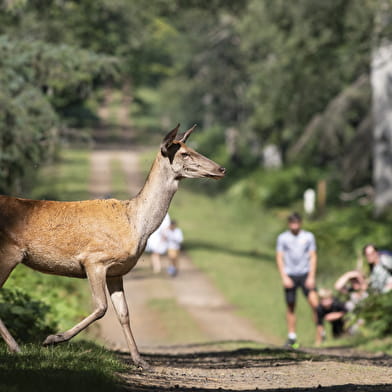 Fête des animaux sauvages