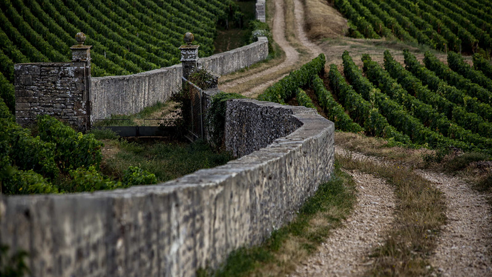 Chemins de Bourgogne - Après-midi en Côte de Nuits