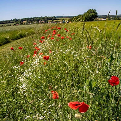  Sentier du Tremblay