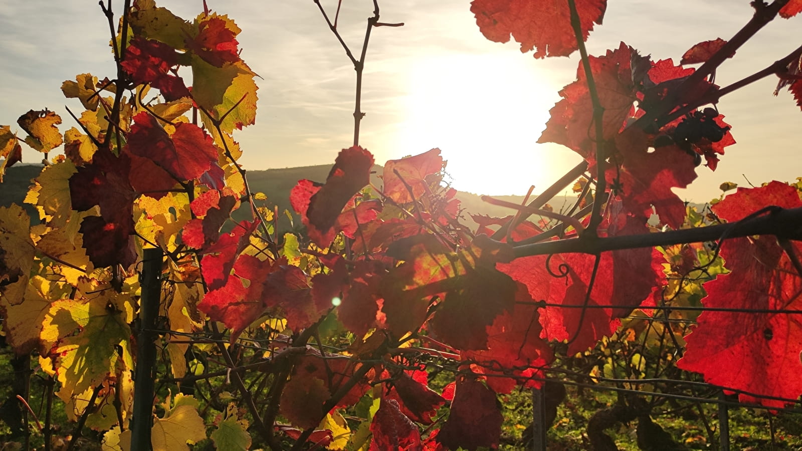 Immersion dans les vignes