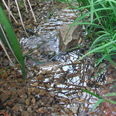 Source de la Fontaine Caillou