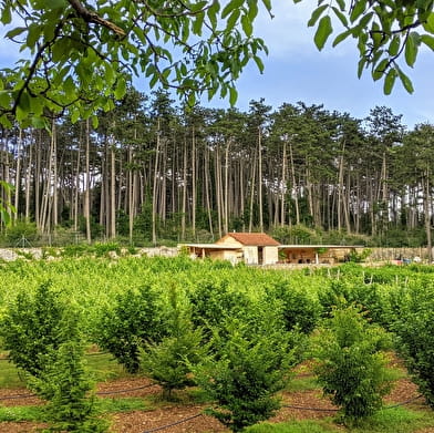 Clos de la Belle Chatelaine : Visite du clos et dégustation de 2 vins et crème de cassis