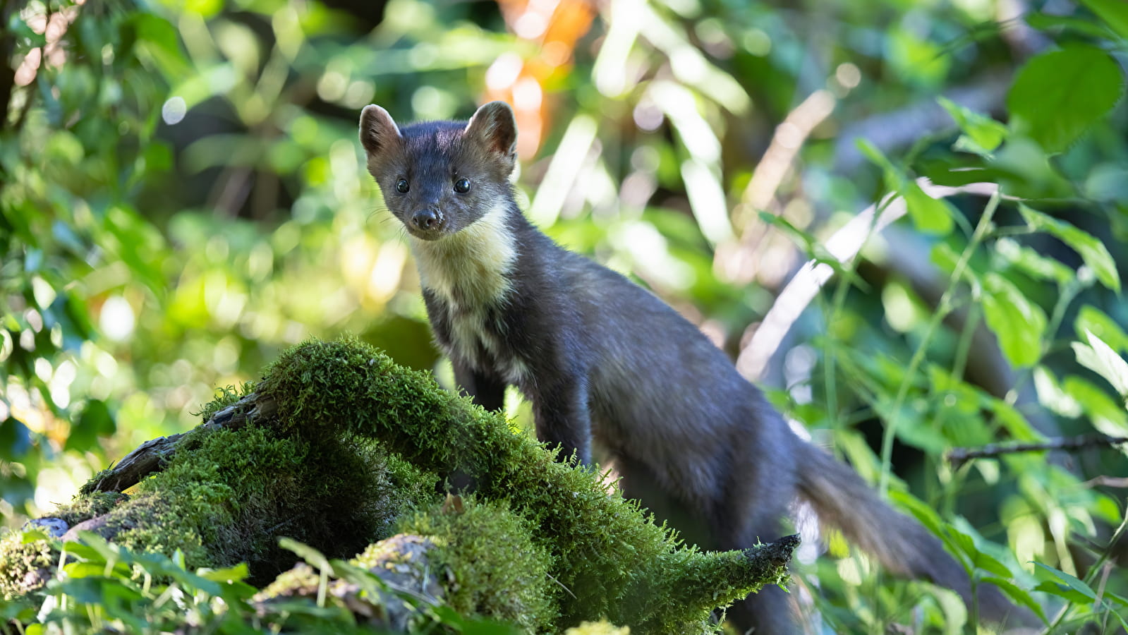 Randonnée : Approche matinale de la faune forestière ENS2025 - sur réservation