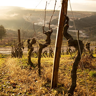 Domaine de Montmain - Visite et Dégustation - Nombreux Millésimes