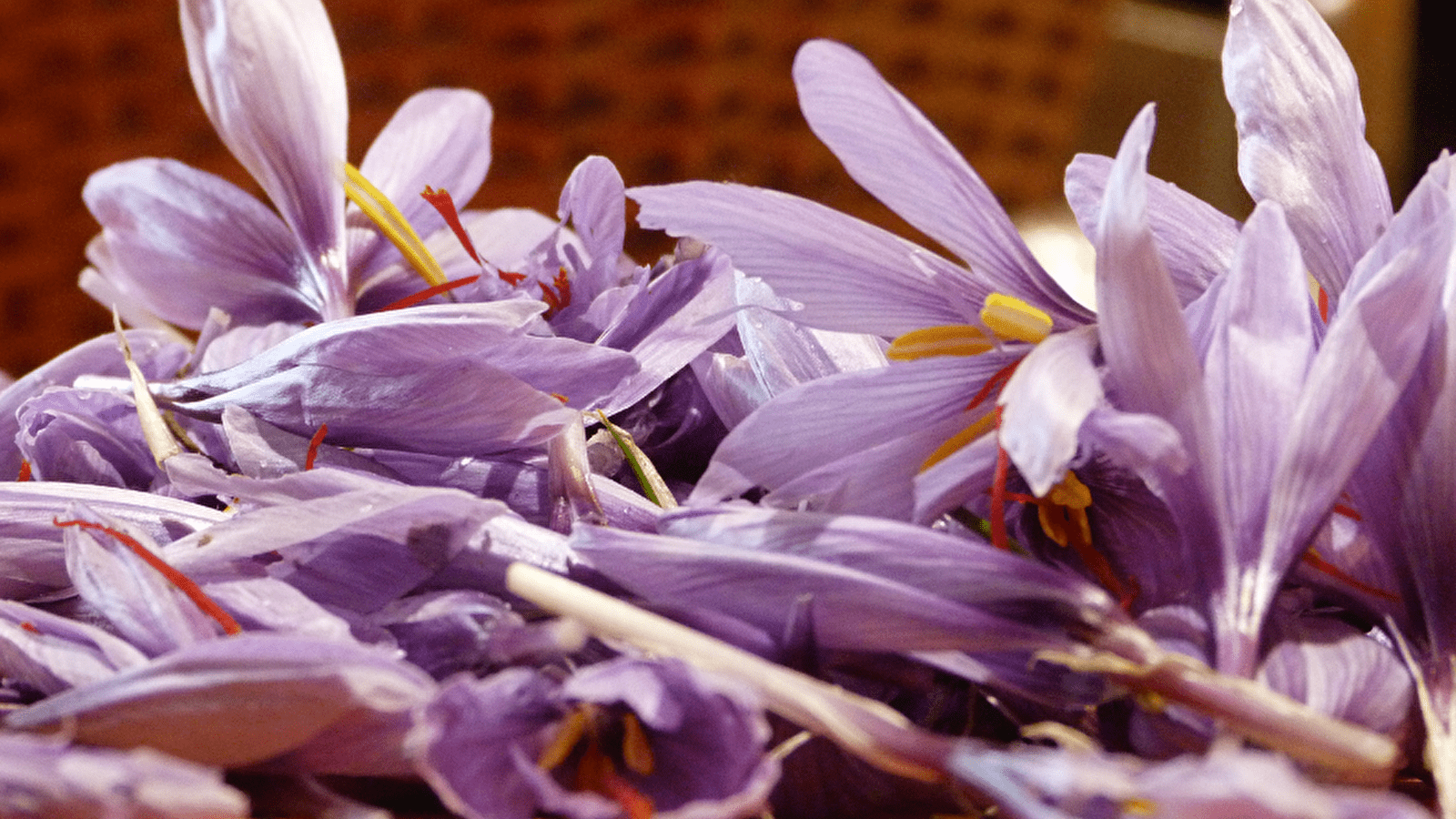 La Safranerie Templière