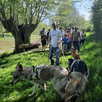 Randonnées avec les chiens-loups