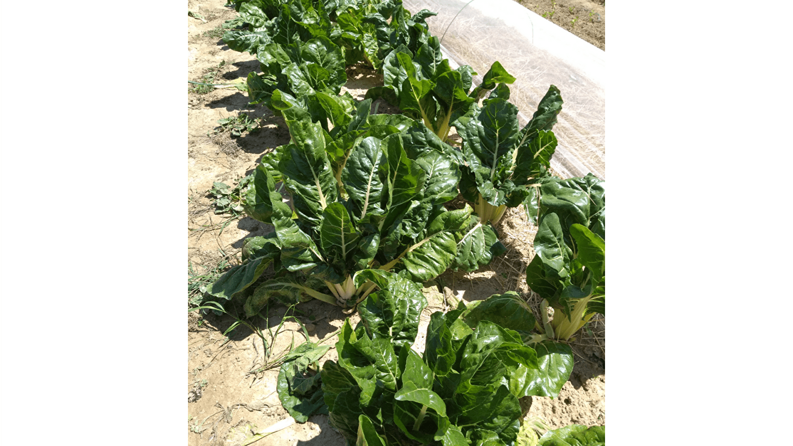 Aux Jardins Célestes