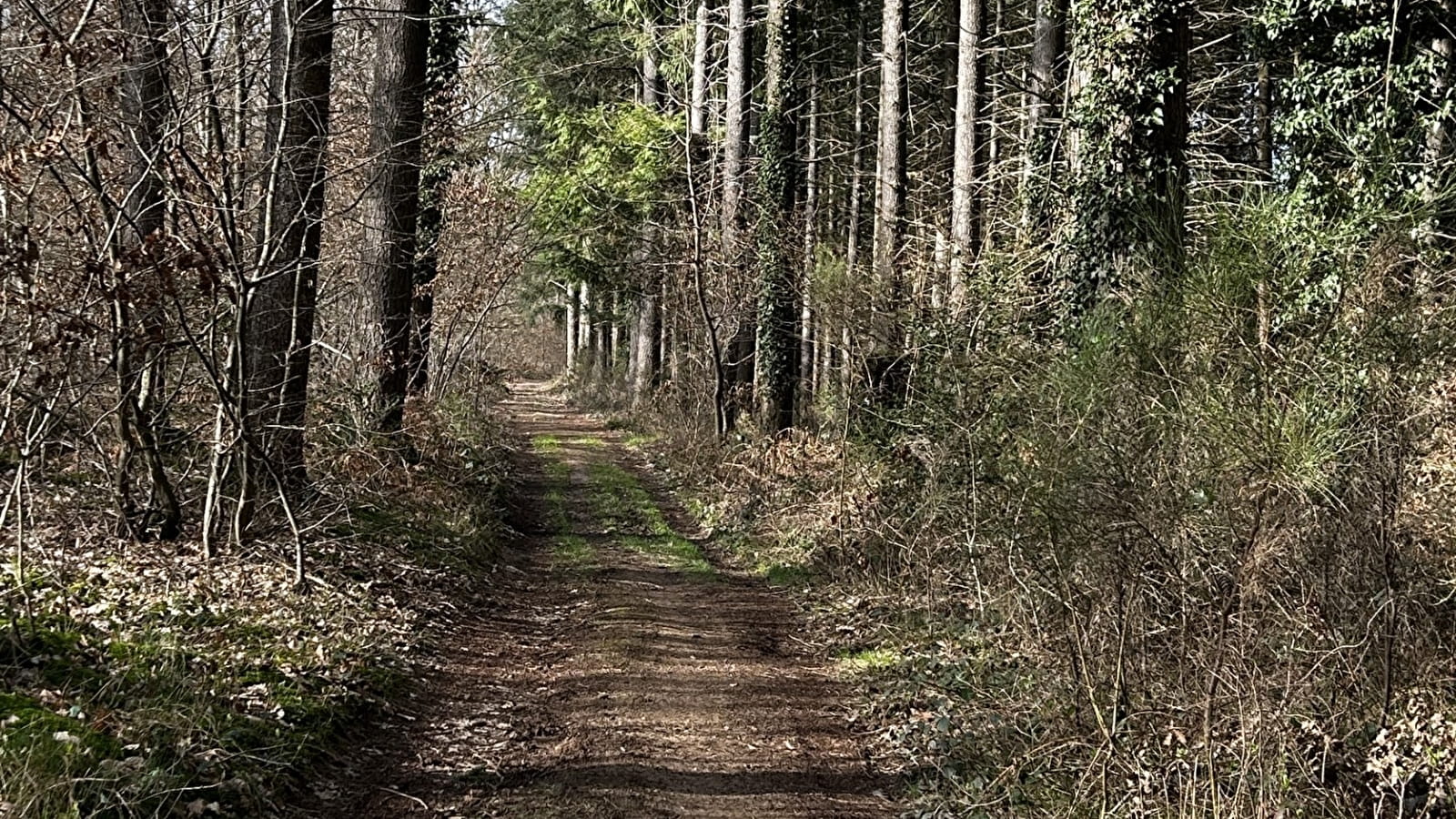 Groene wandeling - De kluizenaarswandeling (MSJ 2)