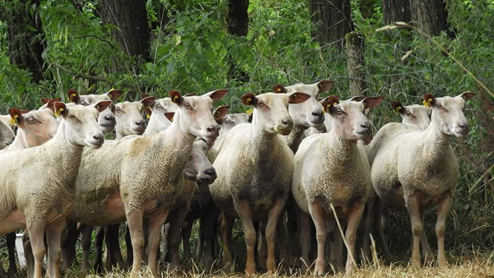 GAEC La bergerie de la Saugerie