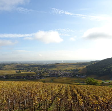 Route des Vins : Mâconnais