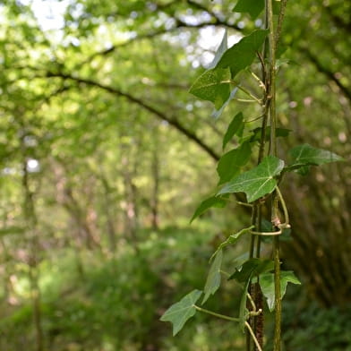 Balade nature en forêt _ENS2025  'sur réservation'