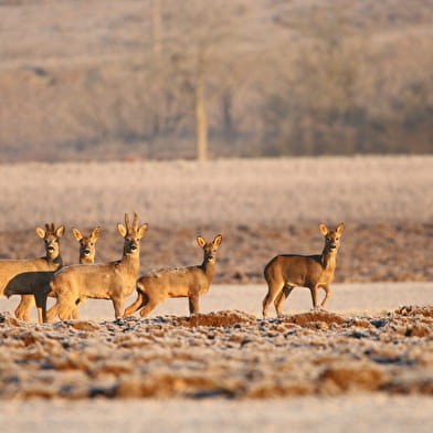 Randonnée : Approche matinale de la faune forestière ENS2025 - sur réservation