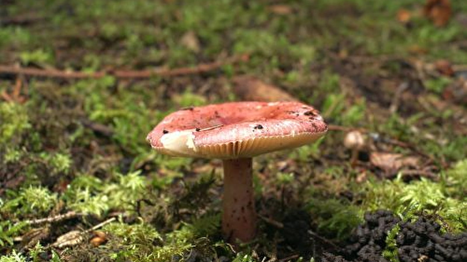 Sortie champignons _ENS2025  'sur réservation'